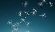 蒲公英的牵挂！_800字