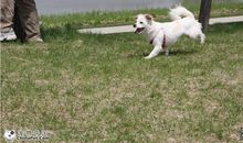 [PK赛]关于动物的作文：邻居家的小狗嘟嘟_550字