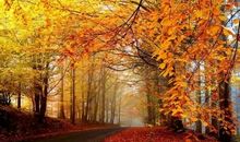 秋天，多了一份思念_800字