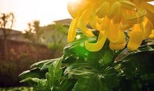 秋天的思念_500字