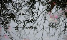 花落不再回_650字