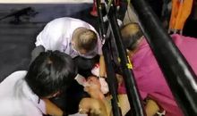 [PK赛]关于动物的作文：狗儿——小虎_650字