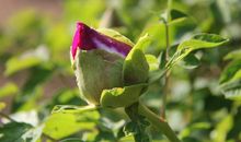 三月 春暖花开 -------爱在洋溢_650字