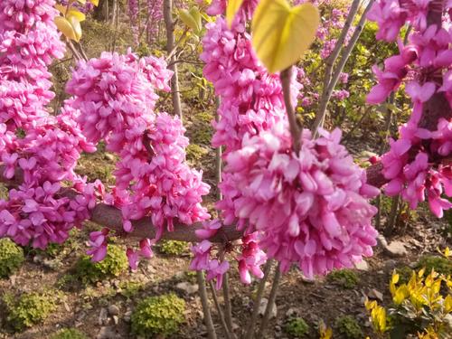[6月论文]花的芬芳，岁月的花_700字