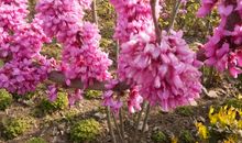 [六月征文]花开的芬芳，花落的年华_700字