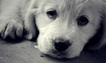 请别伤害动物_550字