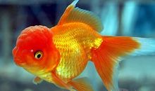 [PK赛]关于动物的作文：我家的小金鱼_450字