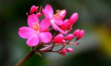 我们是等待的花骨朵_1200字