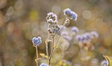 站在烦恼里仰望幸福_750字