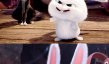 [PK赛]关于动物的作文：可爱的小白_550字