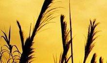 又是一季悲凉_1500字