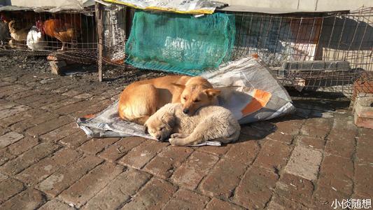 [PK赛]有关动物的文章：奶奶的cat_650个单词