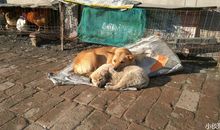 [PK赛]关于动物的作文：外婆家的猫_650字