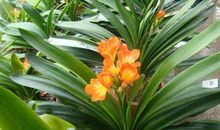 我爱君子兰_350字