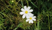 08年荆州市中考满分《为了心中的“青铜菊花”》之二_700字