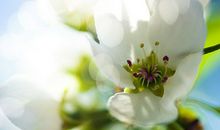 发明家名人故事：彭奈迪脱斯_500字