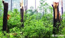 成长的元素_1500字