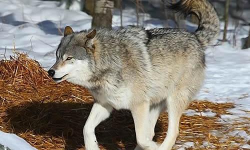 Wolf_200字