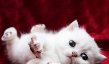 [PK赛]关于动物的作文：猫非猫_500字