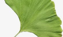 银杏叶的梦 _150字