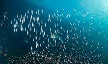 关于雪花的作文：漫天纷飞的雪花_700字