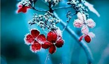 冬·瑞雪花开_650字