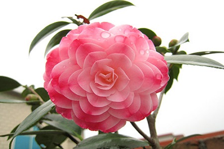 儿童节“茶花会” _450字