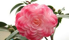 六一“茶花会”_450字