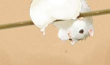 [PK赛]关于动物的作文：可爱的小仓鼠_800字