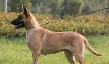 大黄狗探险记_600字