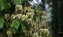 [2013暑期征文]自然·露珠·城市_1200字