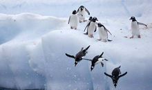 极地探险之旅_650字