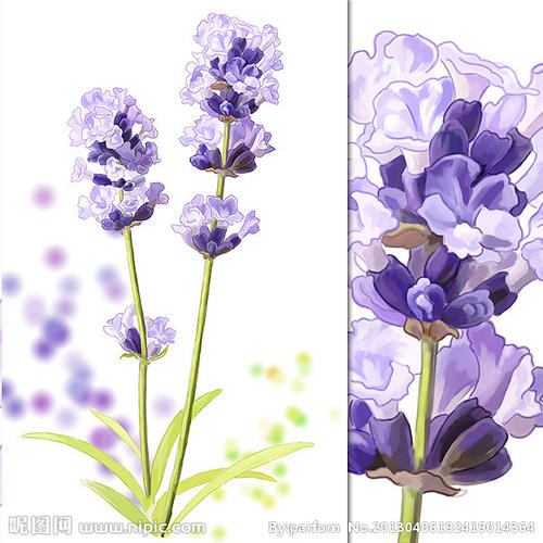 薰衣草花语_900字