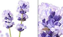 薰衣草花语_900字