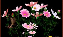 短信祝福素材：恋人间表达爱意的英文祝福短信_1000字