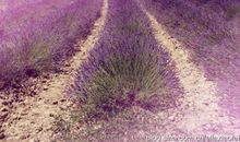 记忆深处的那一抹风景_650字