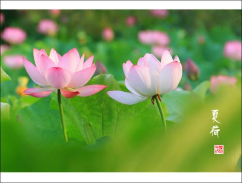 Lotus_500字