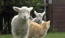 [PK赛]关于动物的作文：猪猪_800字