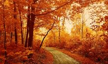 秋天的景色_100字