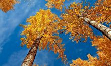 秋天的景色_800字