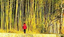 [PK赛]关于幸福的作文：寒冬暖阳_800字