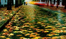 落叶盛暖秋_550字