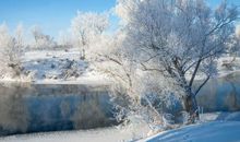 关于冬天的作文：我是一棵冬天的树_800字