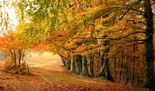 秋天的景色_250字