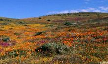 秋天的景色_400字