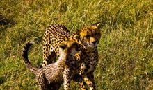 [PK赛]关于动物的作文：我家的一条“猎豹”_450字