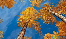 秋天的景色_200字