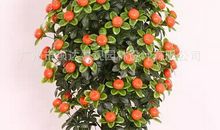 记忆深处的那棵“橘子”树_1500字