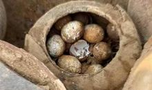 完好无损的鸡蛋_350字