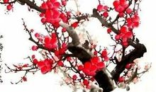 傲骨的美丽_800字